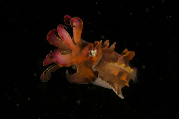 Framed Print : Pfeffers Flamboyant Cuttlefish (Metasepia pfefferi) West Papua, Indonesia, April Framed Print : Pfeffers Flamboyant Cuttlefish (Metasepia pfefferi) West Papua, Indonesia, April