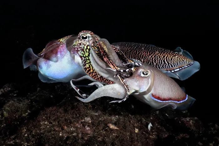 Framed Print : Pharoah cuttlefish (Acanthosepion pharaonis) male attempting to mate with a female