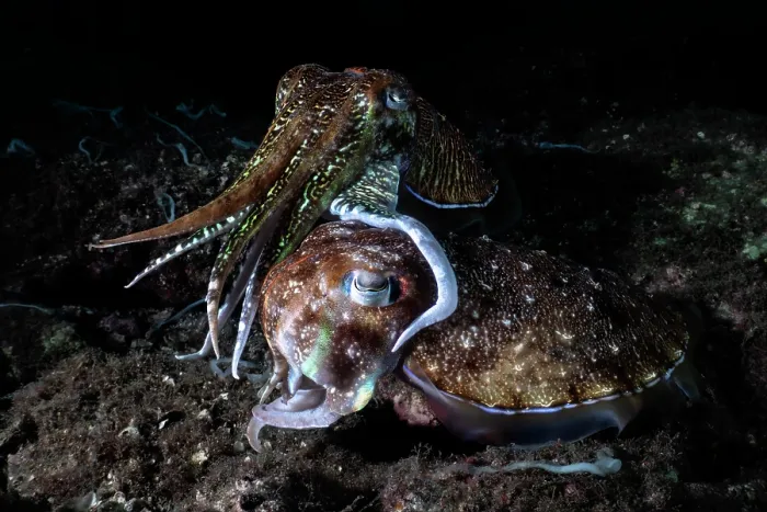 Framed Print : Pharoah cuttlefish (Acanthosepion pharaonis) pair, female in the foreground preparing an egg for fertilization, using the spermatophores passed to her by the attending male