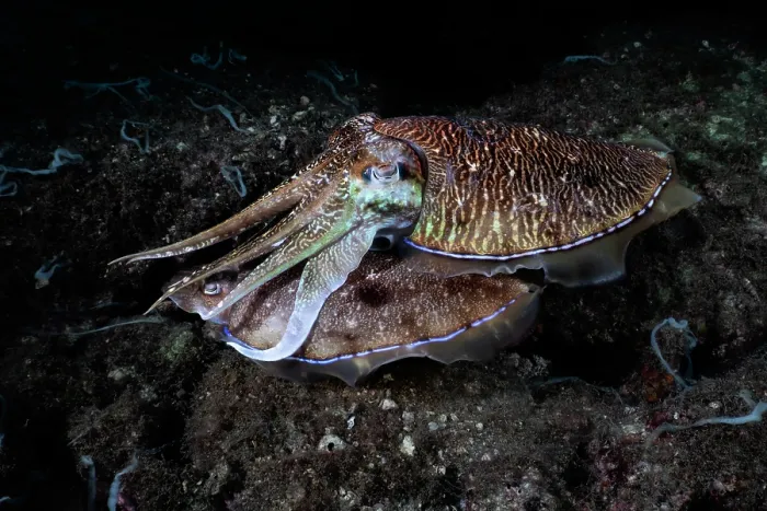 Framed Print : Pharoah cuttlefish (Acanthosepion pharaonis) pair, male guarding a female depositing eggs after mating. Kagoshima Prefecture, Japan, Pacific Ocean Framed Print : Pharoah cuttlefish (Acanthosepion pharaonis) pair, male guarding a female depositing eggs after mating. Kagoshima Prefecture, Japan, Pacific Ocean
