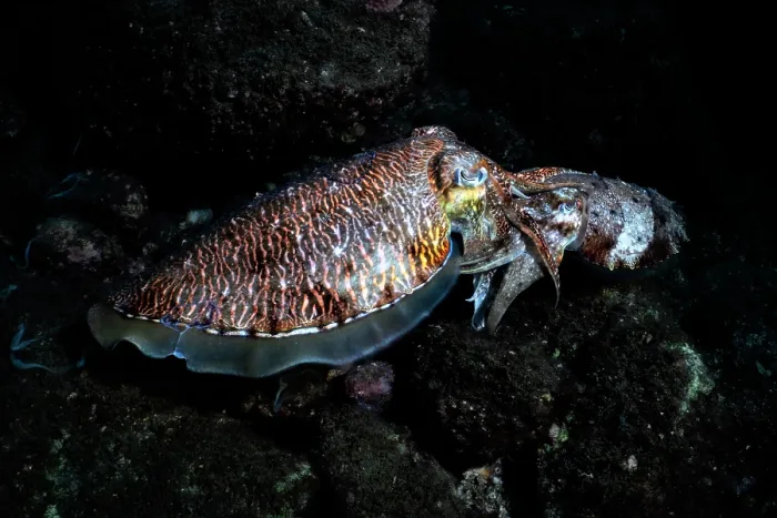 Framed Print : Pharoah cuttlefish (Acanthosepion pharaonis) pair, mating, Kagoshima Prefecture, Japan, Pacific Ocean Framed Print : Pharoah cuttlefish (Acanthosepion pharaonis) pair, mating, Kagoshima Prefecture, Japan, Pacific Ocean
