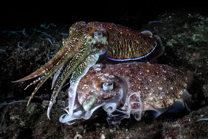 Framed Print : Pharoah cuttlefish (Acanthosepion pharaonis) pair, female ejecting white strands from her siphon just prior to depositing an egg Framed Print : Pharoah cuttlefish (Acanthosepion pharaonis) pair, female ejecting white strands from her siphon just prior to depositing an egg