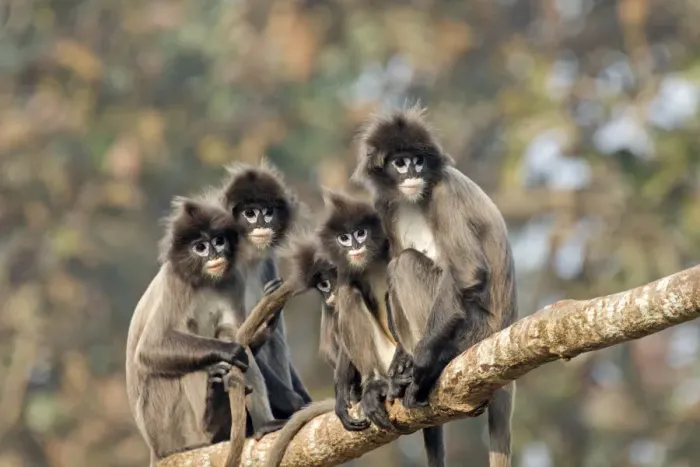 Framed Print : Phayres leaf monkey (Trachypithecus phayrei) group on branch, Tripura state, India Framed Print : Phayres leaf monkey (Trachypithecus phayrei) group on branch, Tripura state, India