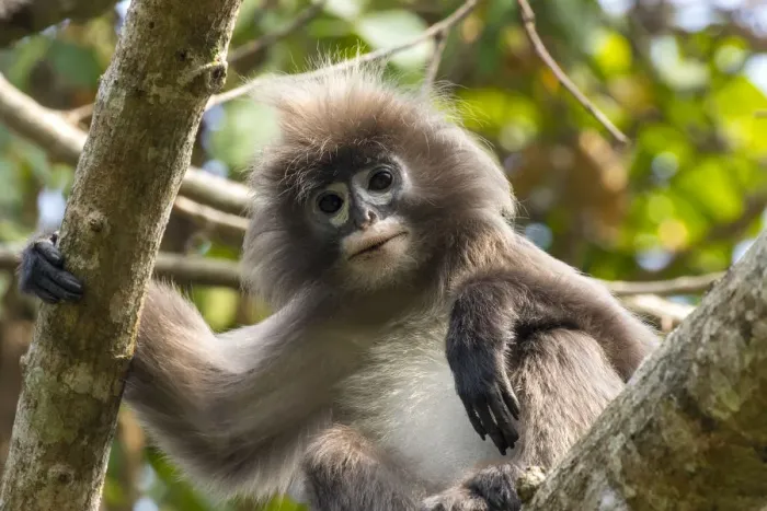Framed Print : Phayres leaf monkey (Trachypithecus phayrei) portrait, Tripura state, India Framed Print : Phayres leaf monkey (Trachypithecus phayrei) portrait, Tripura state, India