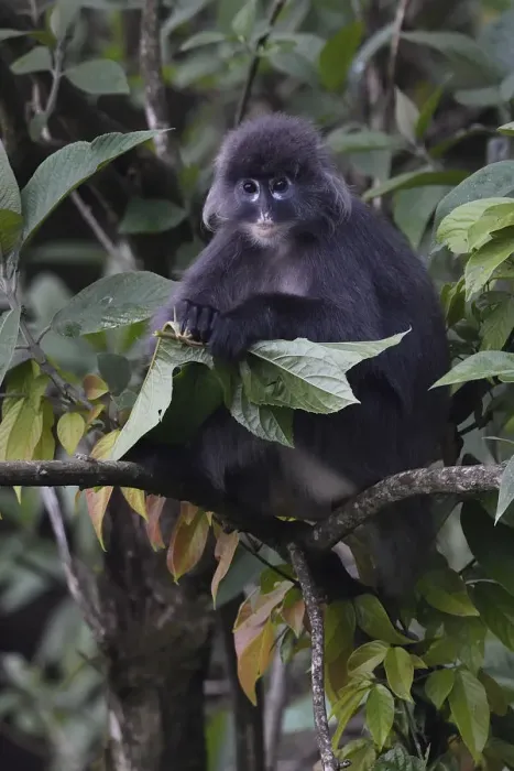 Framed Print : Phayres leaf monkey (Trachypithecus phayrei) siiting on a tree at He Xin Chang Forest reserve Framed Print : Phayres leaf monkey (Trachypithecus phayrei) siiting on a tree at He Xin Chang Forest reserve