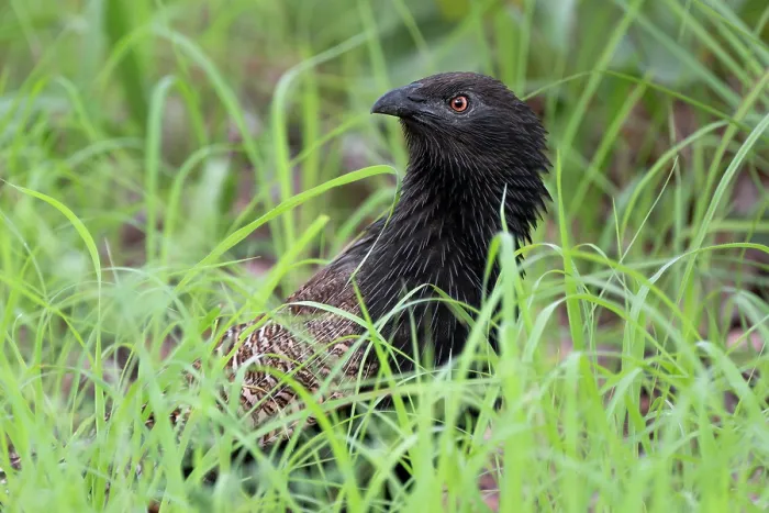 Framed Print : Pheasant coucal (Centropus phasianinus) in breeding plumage hunting along a roadside verge, Adelaide River Hills, Northern Territory, Australia