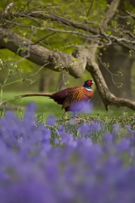 Framed Print : Pheasant (Phasianus colchicus) male amongst Bluebell flowers, UK, April Framed Print : Pheasant (Phasianus colchicus) male amongst Bluebell flowers, UK, April