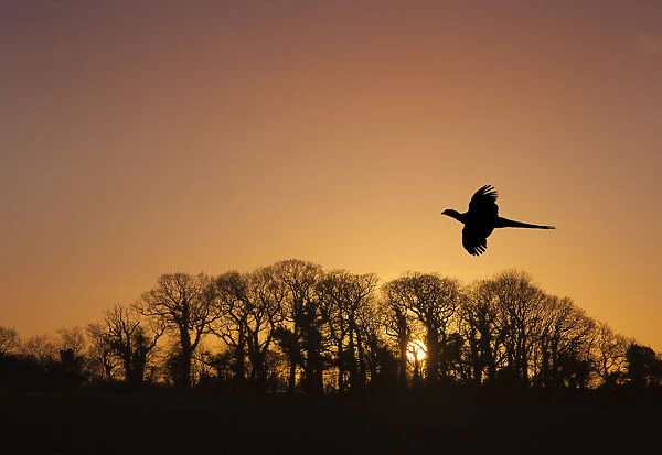 Pheasant (Phasianus colchicus) male flying to roost at sunset with trees silhouetted
