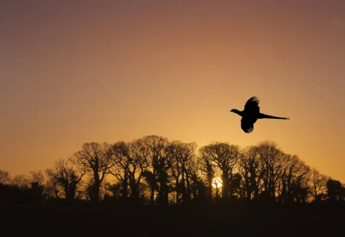 Framed Print : Pheasant (Phasianus colchicus) male flying to roost at sunset with trees silhouetted