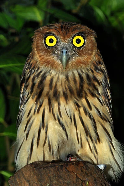 Philippine eagle owl (Bubo philippinensis) captive, endemic to the Philippines