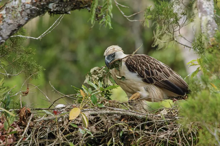 Framed Print : Philippine eagle (Pithecophaga jefferyi) female delivering twig to nest with chick, Kitanglad mountain range, Mindanao, Philippines, February 2007. Critically endangered Framed Print : Philippine eagle (Pithecophaga jefferyi) female delivering twig to nest with chick, Kitanglad mountain range, Mindanao, Philippines, February 2007. Critically endangered