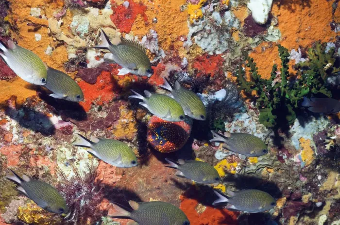 Framed Print : Philippines chromis (Chromis scotochiloptera) swimming in front of reef wall with sponges Framed Print : Philippines chromis (Chromis scotochiloptera) swimming in front of reef wall with sponges