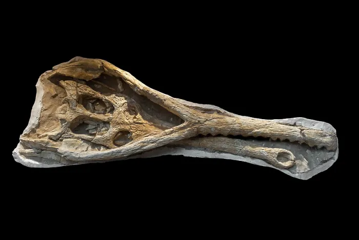 Framed Print : Phosphatosaurus fossil skull, extinct monotypic genus of dyrosaurid crocodylomorph from the Early Eocene, Morocco. May, 2023