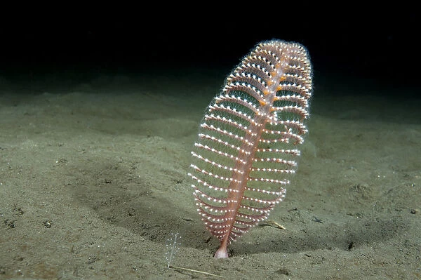 Phosphorescent Seapen (Pennatula phosphorea) extends out of the muddy seabed in the