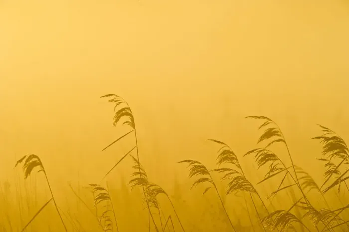 Framed Print : Phragmites reeds (Phragmites australis) at dawn in late autumn sun, Woodwalton Fen Framed Print : Phragmites reeds (Phragmites australis) at dawn in late autumn sun, Woodwalton Fen