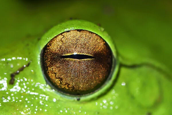 Picture of the eye of a Giant tree frog (Rhacophorus maximus) Tongbiguan Nature Reserve