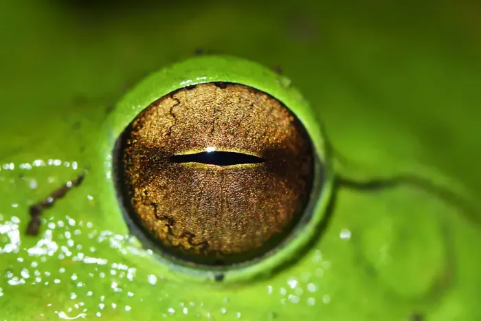 Framed Print : Picture of the eye of a Giant tree frog (Rhacophorus maximus) Tongbiguan Nature Reserve Framed Print : Picture of the eye of a Giant tree frog (Rhacophorus maximus) Tongbiguan Nature Reserve