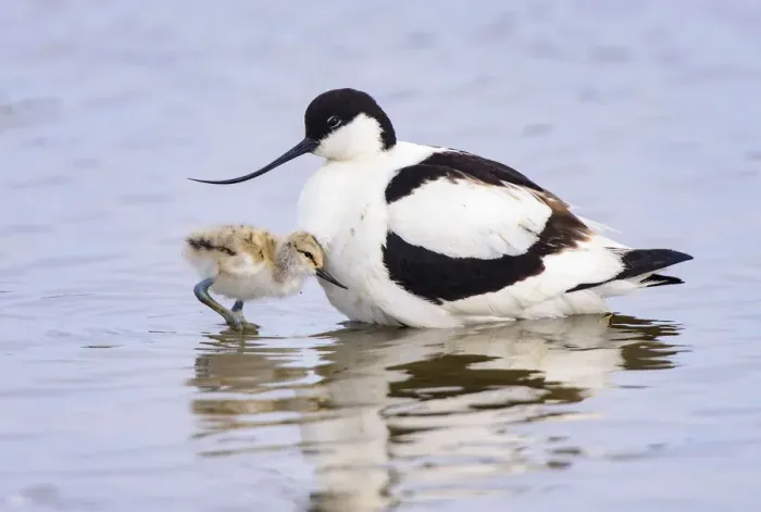 Framed Print : Pied avocet (Recurvirostra avosetta) adult parent and chick together. Suffolk, UK. June Framed Print : Pied avocet (Recurvirostra avosetta) adult parent and chick together. Suffolk, UK. June