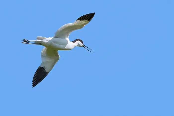 Framed Print : Pied avocet (Recurvirostra avosetta) calling, in flight against blue sky, Flanders, Belgium. June Framed Print : Pied avocet (Recurvirostra avosetta) calling, in flight against blue sky, Flanders, Belgium. June