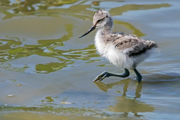 Framed Print : Pied avocet (Recurvirostra avosetta) chick foraging in shallow water of pond in spring, Flanders, Belgium. May Framed Print : Pied avocet (Recurvirostra avosetta) chick foraging in shallow water of pond in spring, Flanders, Belgium. May