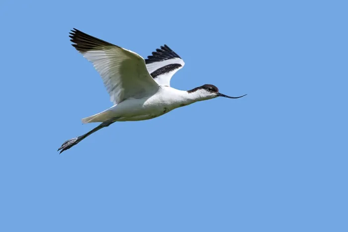 Framed Print : Pied avocet (Recurvirostra avosetta) in flight against blue sky, Flanders, Belgium. June Framed Print : Pied avocet (Recurvirostra avosetta) in flight against blue sky, Flanders, Belgium. June