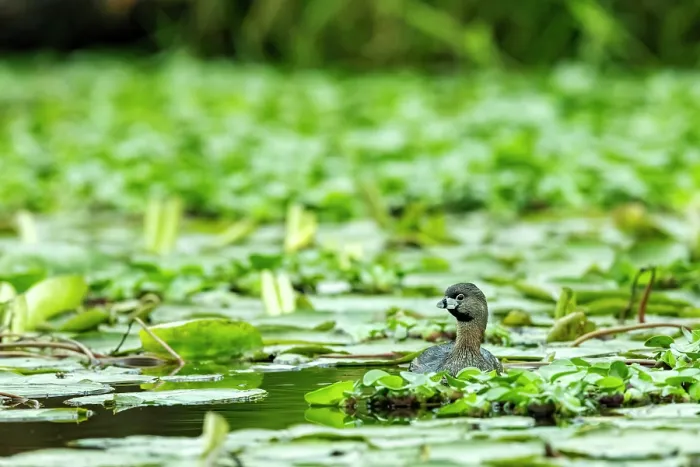 Framed Print : Pied-billed grebe (Podilymbus podiceps) swimming among mass of Water lilies on a canal, Xochimilco, Mexico City, Mexico