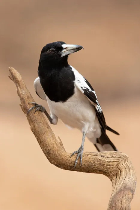 Framed Print : Pied butcherbird (Cracticus nigrogularis) perched on branch, Pine Creek, Northern Territory, Australia Framed Print : Pied butcherbird (Cracticus nigrogularis) perched on branch, Pine Creek, Northern Territory, Australia