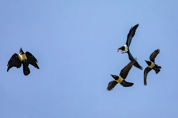 Framed Print : Four Pied crows (Corvus albus) in flight, fighting over food, Lake Victoria, Uganda