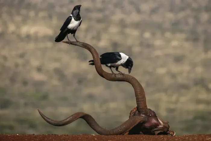 Framed Print : Pied crows (Corvus albus) perched on horns of antelope skull. Zimanga Private Game Reserve Framed Print : Pied crows (Corvus albus) perched on horns of antelope skull. Zimanga Private Game Reserve
