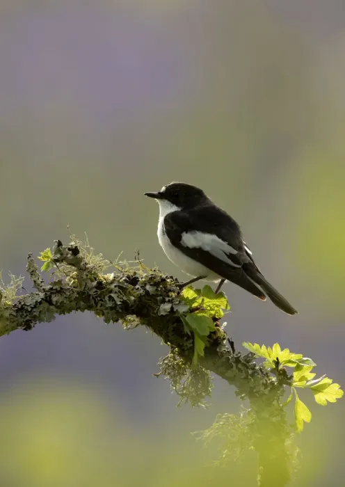 Framed Print : Pied flycatcher (Ficedula hypoleuca), male, perched on a tree branch Framed Print : Pied flycatcher (Ficedula hypoleuca), male, perched on a tree branch