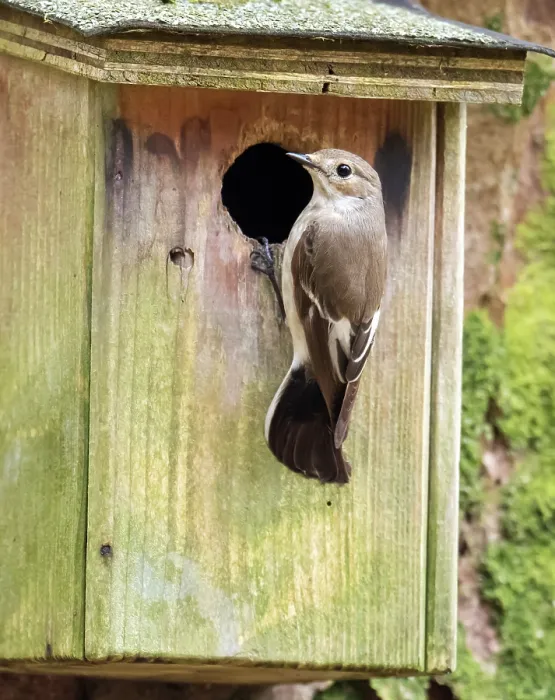 Framed Print : Pied flycatcher (Ficedula hypoleuca) female, perched at entrance to nestbox, Rydl, near Ambleside, Lake District, Cumbria, UK. April Framed Print : Pied flycatcher (Ficedula hypoleuca) female, perched at entrance to nestbox, Rydl, near Ambleside, Lake District, Cumbria, UK. April