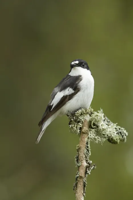 Framed Print : Pied flycatcher (Ficedula hypoleuca) male. Wales, UK, May Framed Print : Pied flycatcher (Ficedula hypoleuca) male. Wales, UK, May