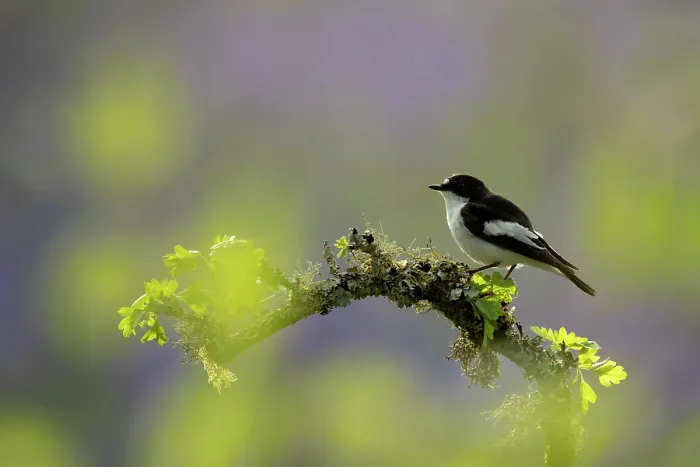 Framed Print : Pied flycatcher (Ficedula hypoleuca) perched on a branch, Dumfries and Galloway, Scotland, UK. May Framed Print : Pied flycatcher (Ficedula hypoleuca) perched on a branch, Dumfries and Galloway, Scotland, UK. May