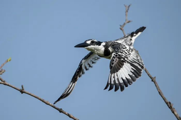 Framed Print : Pied kingfisher (Ceryle rudis) in flight, Allahein river, The Gambia Framed Print : Pied kingfisher (Ceryle rudis) in flight, Allahein river, The Gambia