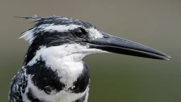 Framed Print : Pied kingfisher (Ceryle rudis) head portrait, Allahein river, The Gambia Framed Print : Pied kingfisher (Ceryle rudis) head portrait, Allahein river, The Gambia
