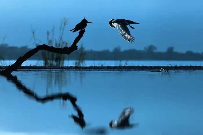 Framed Print : Pied kingfisher (Ceryle rudis) perched on branch over lake at dawn, with another taking flight, Zimanga game reserve, South Africa Framed Print : Pied kingfisher (Ceryle rudis) perched on branch over lake at dawn, with another taking flight, Zimanga game reserve, South Africa