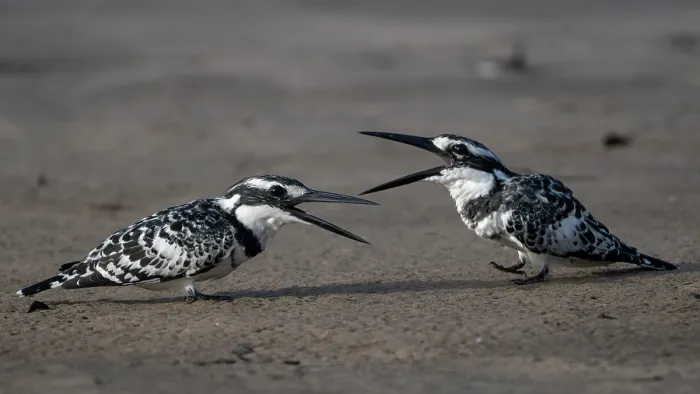 Framed Print : Two Pied kingfishers (Ceryle rudis) squabbling, dispute between adult and sub-adult male, Allahein river, The Gambia Framed Print : Two Pied kingfishers (Ceryle rudis) squabbling, dispute between adult and sub-adult male, Allahein river, The Gambia