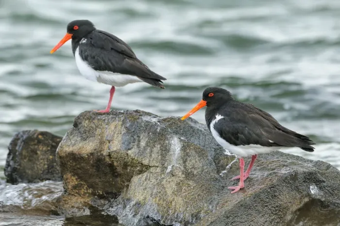 Framed Print : Pied oystercatcher (Haematopus longirostris) two on coast, Tasmania, Australia Framed Print : Pied oystercatcher (Haematopus longirostris) two on coast, Tasmania, Australia