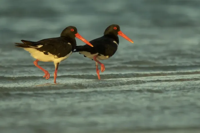 Framed Print : Pied Oystercatcher (Haematopus longirostris) pair, Crab Island, Torres Strait Islands Framed Print : Pied Oystercatcher (Haematopus longirostris) pair, Crab Island, Torres Strait Islands