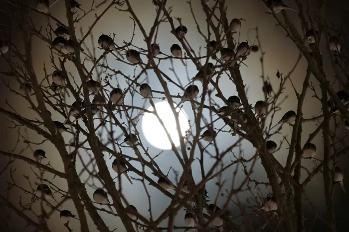 Framed Print : Pied wagtail (Motacilla alba) flock roosting in tree silhouetted by moonlight, Bath, Somerset, England, UK. December Framed Print : Pied wagtail (Motacilla alba) flock roosting in tree silhouetted by moonlight, Bath, Somerset, England, UK. December
