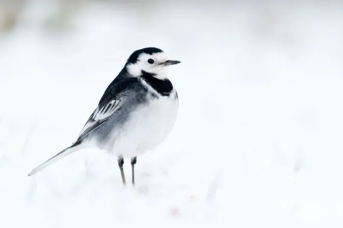 Framed Print : Pied Wagtail {Motacilla alba yarrelli} in snow, nr Bradworthy, Devon, UK. December 2010 Framed Print : Pied Wagtail {Motacilla alba yarrelli} in snow, nr Bradworthy, Devon, UK. December 2010
