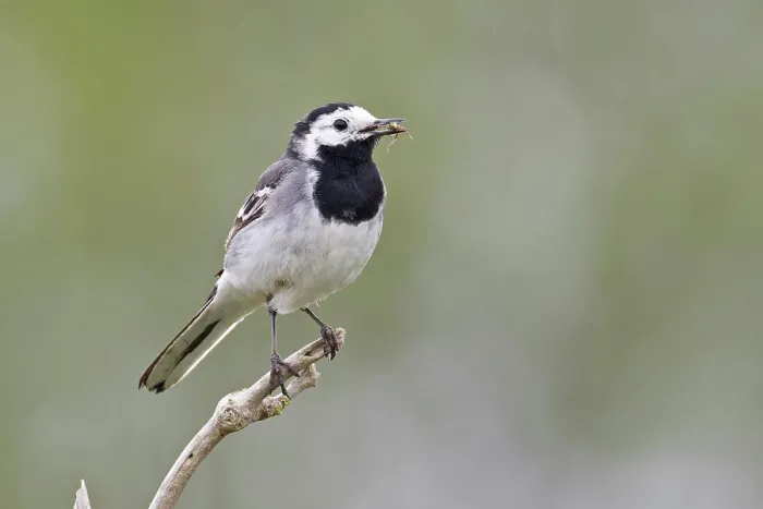 Framed Print : Pied wagtail (Motacilla alba yarrellii) perched on branch with food for chicks in beak, Norfolk, England, UK. June Framed Print : Pied wagtail (Motacilla alba yarrellii) perched on branch with food for chicks in beak, Norfolk, England, UK. June