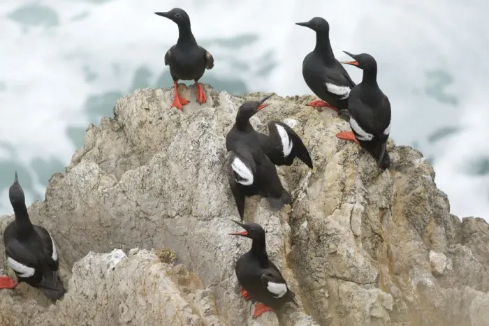 Framed Print : Pigeon Guillemots (Cepphus columba), group interacting on a rock over the ocean Framed Print : Pigeon Guillemots (Cepphus columba), group interacting on a rock over the ocean