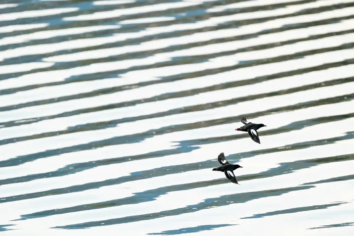 Framed Print : Two Pigeon guillemots (Cepphus columba) in flight over rippling water, Haida Gwaii, British Columbia, Canada. May Framed Print : Two Pigeon guillemots (Cepphus columba) in flight over rippling water, Haida Gwaii, British Columbia, Canada. May