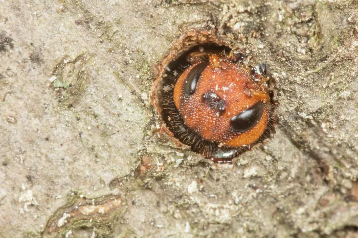 Framed Print : Pigeon horntail (Tremex columba) female, emerging from dead tree where it spent larval and pupal stages, Pennsylvania, USA. June Framed Print : Pigeon horntail (Tremex columba) female, emerging from dead tree where it spent larval and pupal stages, Pennsylvania, USA. June