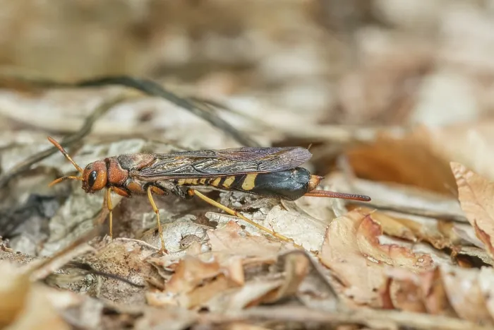 Framed Print : Pigeon horntail (Tremex columba) female, newly emerged, Pennsylvania, USA. June