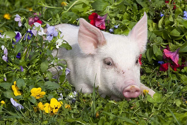 Piglet head portrait, lying down in grass and garden flowers; Dekalb, Illinois, USA