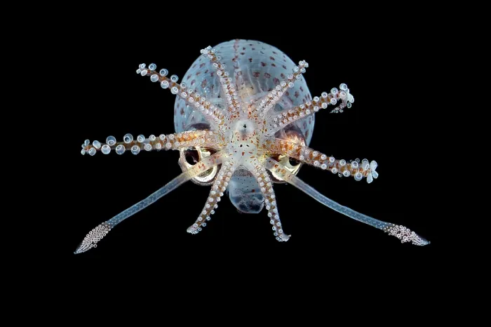 Framed Print : Piglet squid (Helicocranchia sp) Framed Print : Piglet squid (Helicocranchia sp)