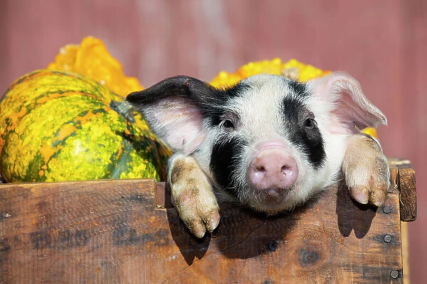 Piglet in wooden crate of vegetables on farm, Smithfield, Rhode Island, USA. November
