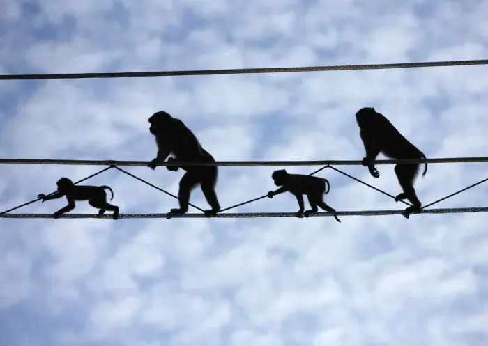 Framed Print : Pigtail Macaques (Macaca nemestrina) crossing purpose-built primate wires Framed Print : Pigtail Macaques (Macaca nemestrina) crossing purpose-built primate wires